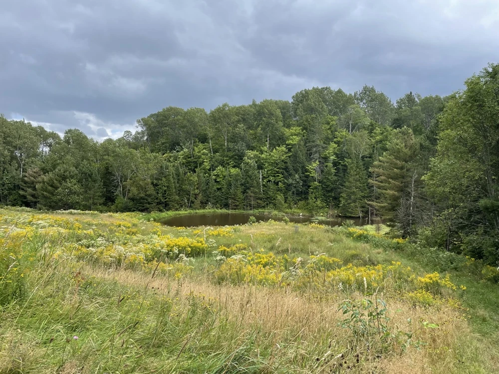 Curbcut newsletter, August 2025